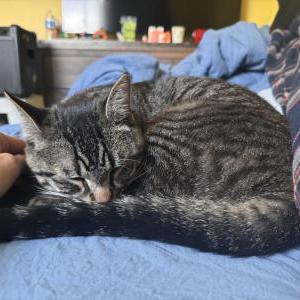 Lost Cat Chiquito