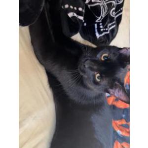 Lost Cat Sirius