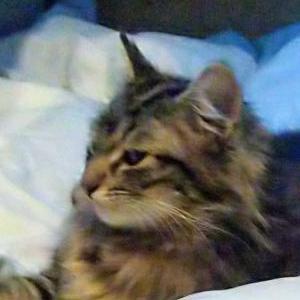 Lost Cat Sadie