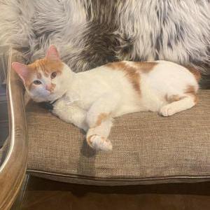 Lost Cat Benton or “Bob”