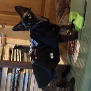 Lost Cat Hey new