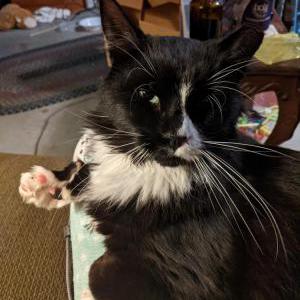 Found Cat Unknown