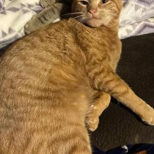 Lost Cat Keeker boy(garfeild)