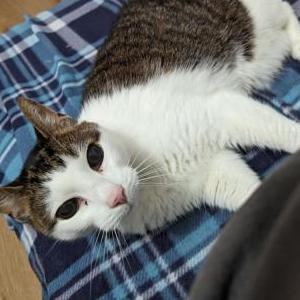 Lost Cat Leo