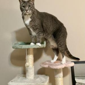 Lost Cat Yuki