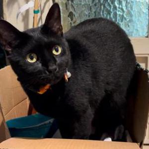 Lost Cat Bijou