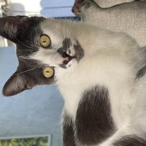 Lost Cat Eevee