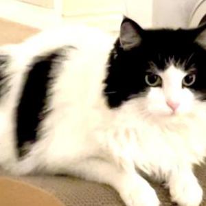 Lost Cat Whisp