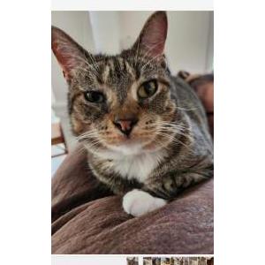 Lost Cat Rex