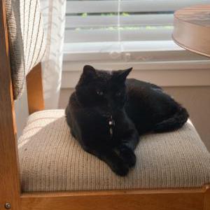 Lost Cat Fern