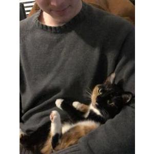 Lost Cat Delilah