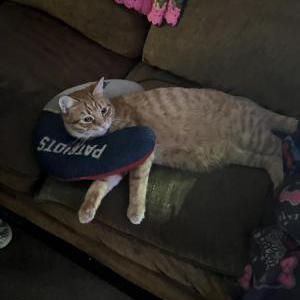 Lost Cat Garfield
