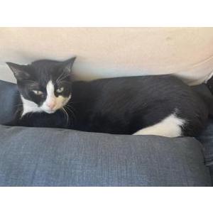Lost Cat Ivy