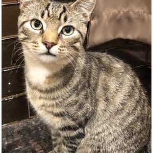 Lost Cat Mackey