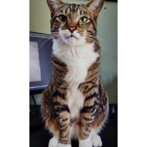 Image of Percy Brown, Lost Cat
