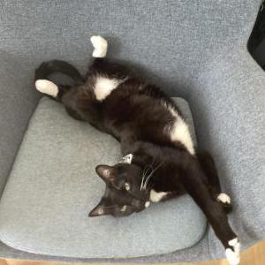 Lost Cat Socks