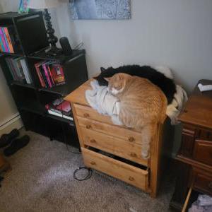 Lost Cat Doc