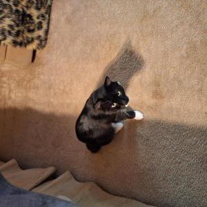 Lost Cat Lucky