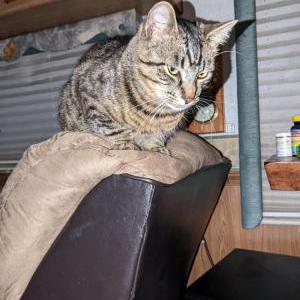 Lost Cat Dude