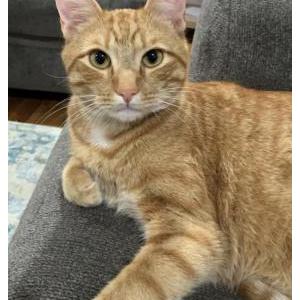 Lost Cat Bamsi