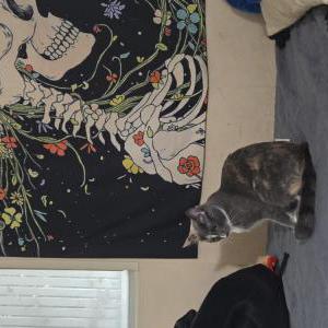 Lost Cat Marigold