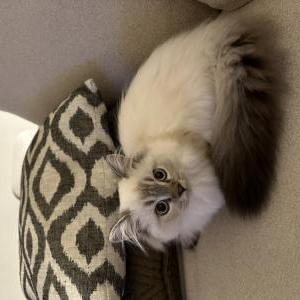 Lost Cat Juno