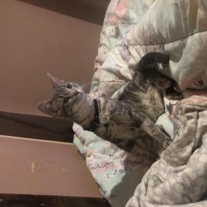 Lost Cat Kaiser