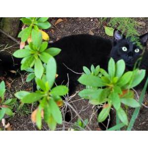 Found Cat Unknown