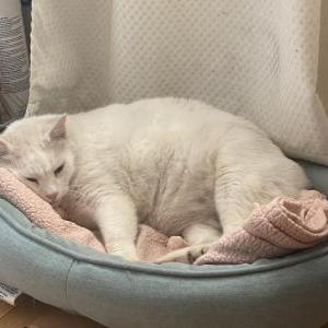 Lost Cat Milky Way