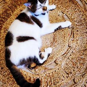 Lost Cat Dennis