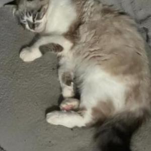 Lost Cat Orion