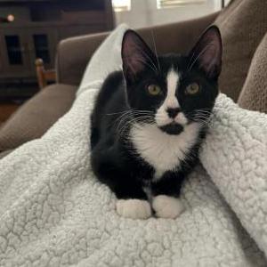 Lost Cat Dexter