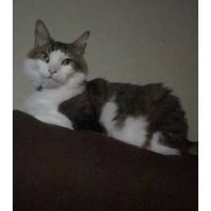 Lost Cat Jojo