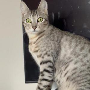 Lost Cat Buzz