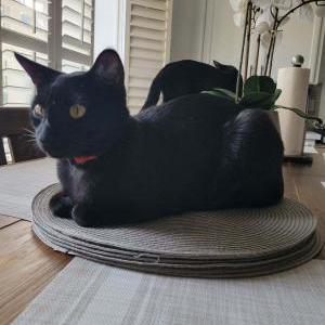 Image of Brother, Lost Cat