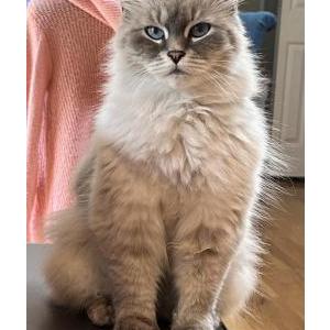 Lost Cat Mishka