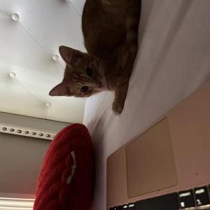 Lost Cat boa