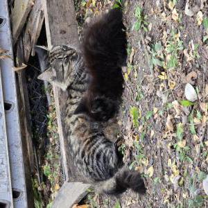 Image of Unknown, Found Cat