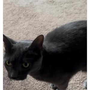 Lost Cat Ra