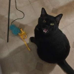 Lost Cat Dylan