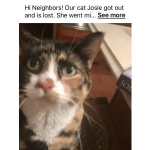 Lost Cat Josie