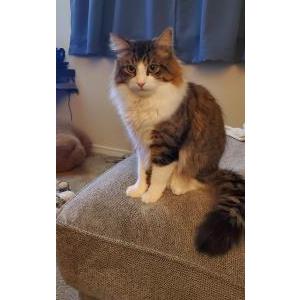 Lost Cat Bear