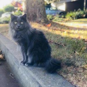 Lost Cat Gray