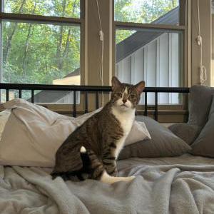 Lost Cat Panda