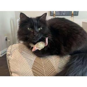 Lost Cat Miko