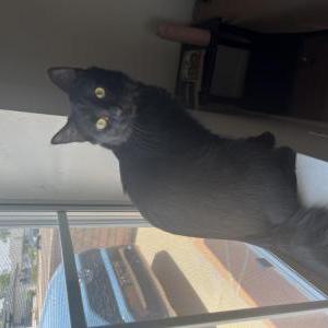 Lost Cat Kitty