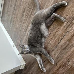 Found Cat Unknown