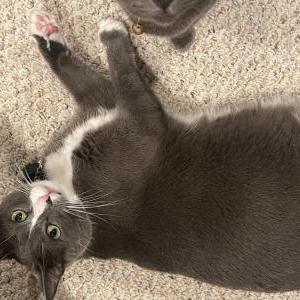 Lost Cat Freddie