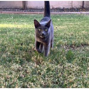 Lost Cat Mochi