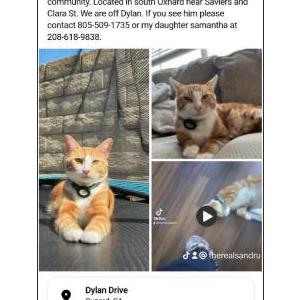 Lost Cat Mango